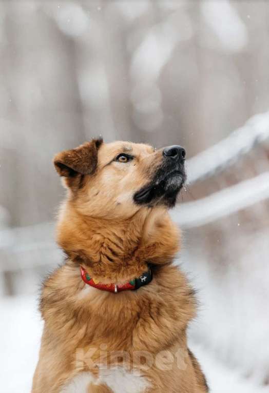Собаки в Москве: Ищет дом Тим - верный друг и надежный товарищ. Мальчик, Бесплатно - фото 9