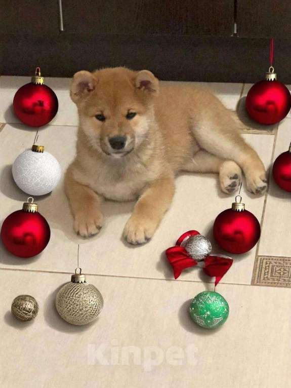 Собаки в Санкт-Петербурге: Продам парня и девочку сиба ину Девочка, 100 000 руб. - фото 5