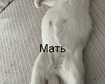Кошки в Липецке: Шотландские котята Разнополые, 3 000 руб. - фото 6
