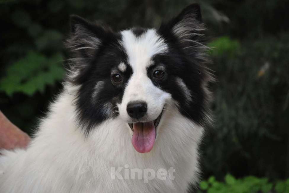 Собаки в Москве: Ненецкая оленегонная лайка. Сука Царица Томирис.  Девочка, 60 000 руб. - фото 4