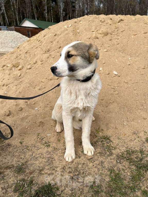 Собаки в Москве: Родители, где вы потерялись? Мальчик, Бесплатно - фото 3