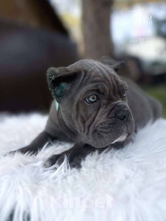 Собаки в Москве: Серая красотка кане корсо Девочка, 70 000 руб. - фото 2