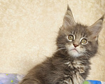 Кошки в Москве: Котёнок Мейн-Кун из питомника Девочка Девочка, 55 000 руб. - фото 7