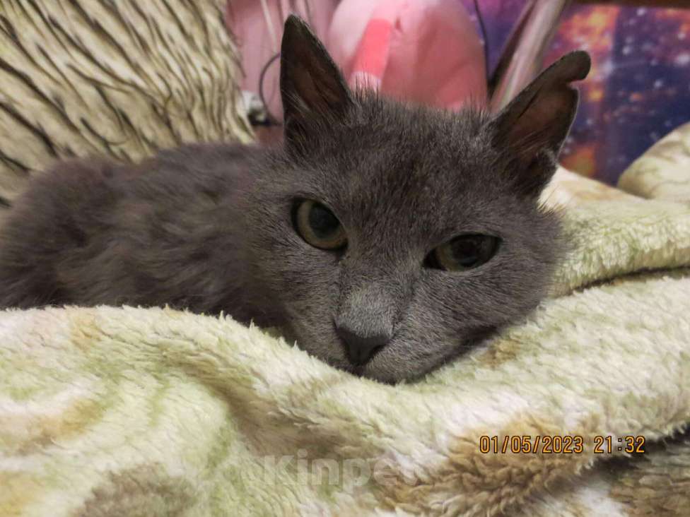 Кошки в Сочи: мечта о доме Девочка, Бесплатно - фото 4