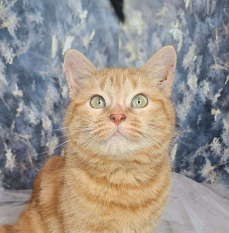 Кошка рыже-мраморного окраса в добрые руки 