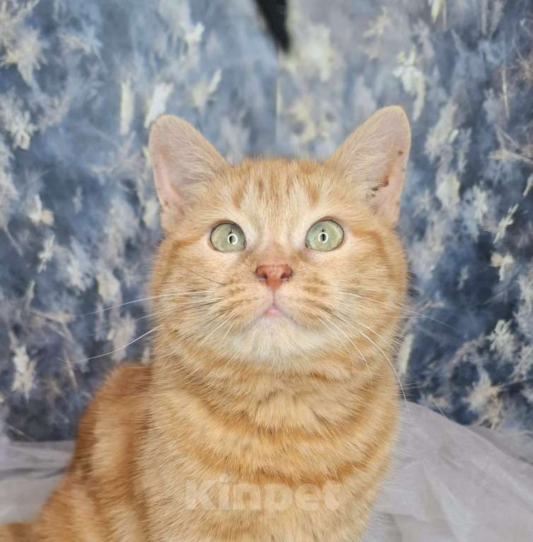 Кошки в Москве: Кошка рыже-мраморного окраса в добрые руки  Девочка, Бесплатно - фото 1