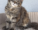 Кошки в Кудрово: Котенок мейн-кун, девочка , шейдед линия, в разведение Девочка, 65 000 руб. - фото 4