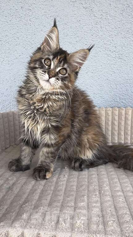 Кошки в Кудрово: Котенок мейн-кун, девочка , шейдед линия, в разведение Девочка, 65 000 руб. - фото 4