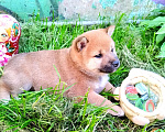 Собаки в Краснозаводске: Булочка ищет родителей Девочка, 55 000 руб. - фото 3