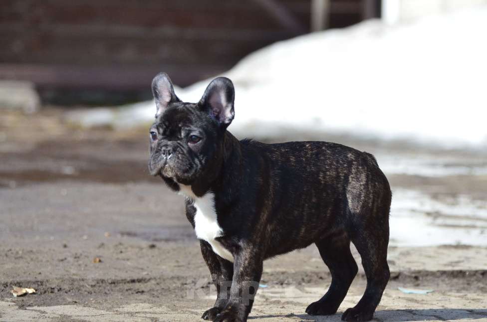 Собаки в Старом Купавне: Юная красотка Девочка, 50 000 руб. - фото 3