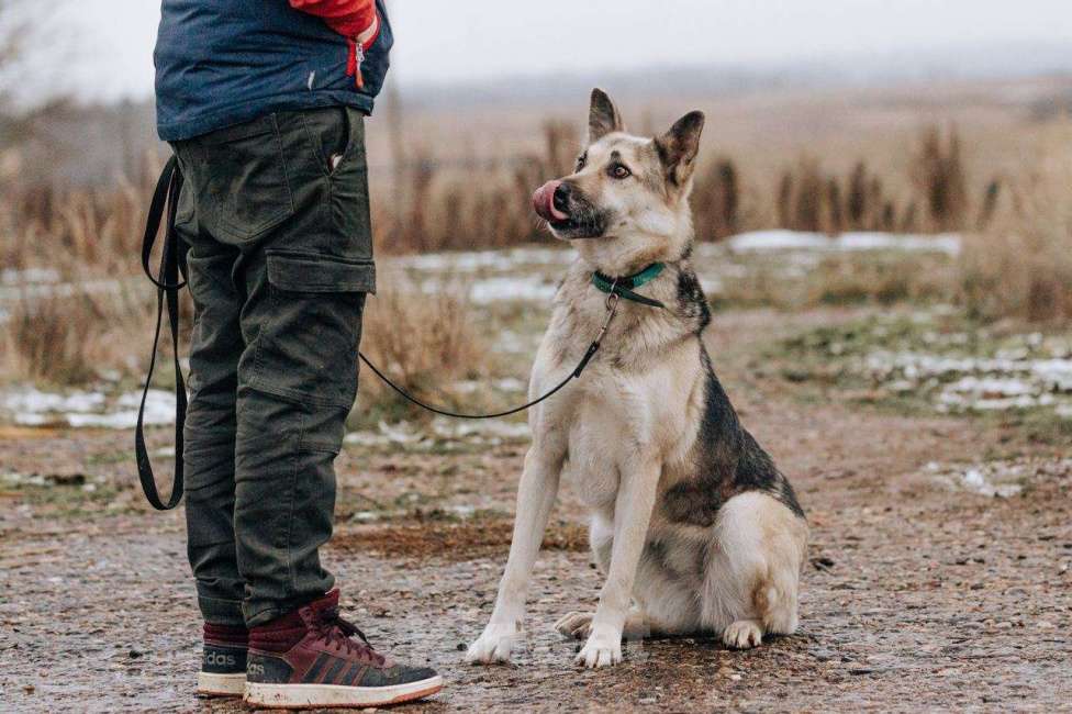 Собаки в Москве: Дрессированная овчарка в добрые руки Девочка, Бесплатно - фото 7