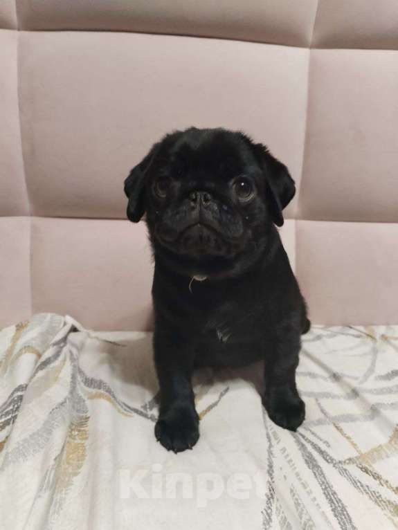 Собаки в Самаре: Щенки мопса шоу класса Девочка, 55 000 руб. - фото 4