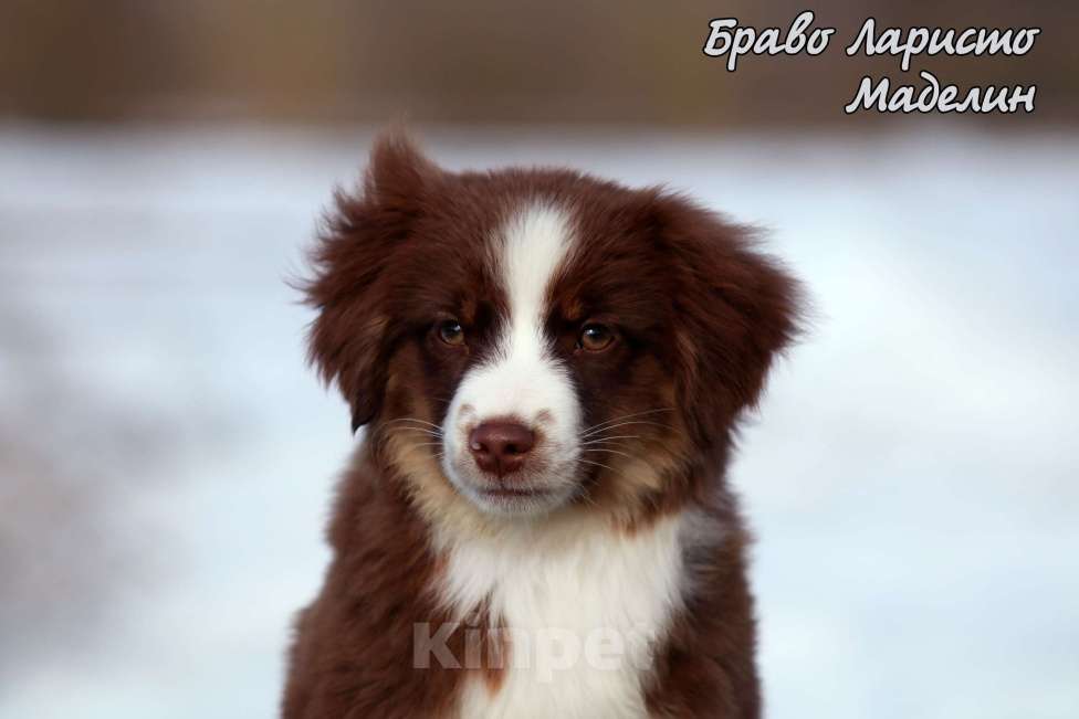 Собаки в Рязани: Питомник РКФ предлагает девочку Девочка, 90 000 руб. - фото 2