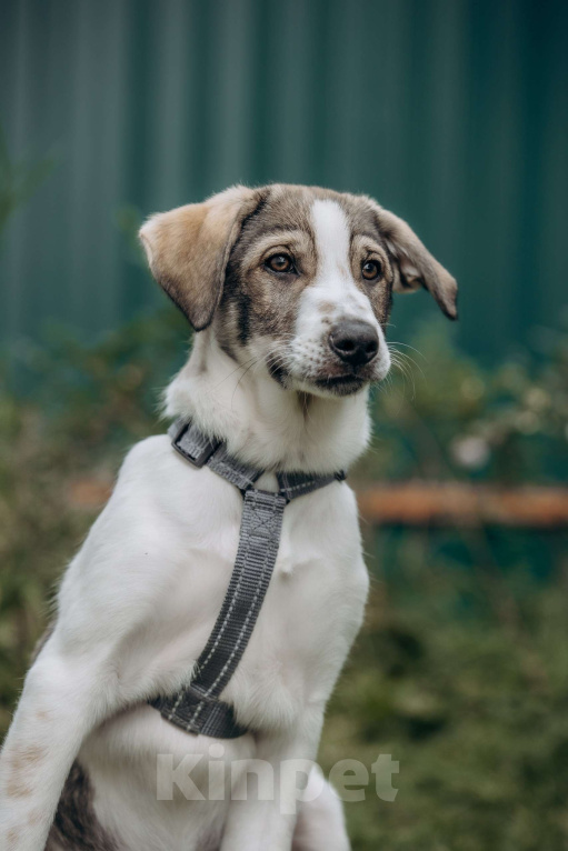 Собаки в Москве: Щенок в добрые руки бесплатно. Собака ищет дом Девочка, Бесплатно - фото 2
