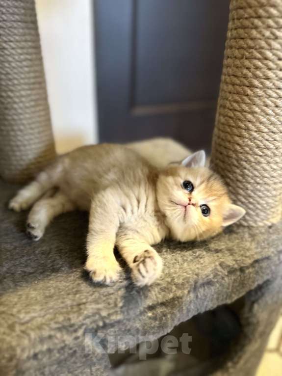 Кошки в Анапе: Британская шиншилла Мальчик, 25 000 руб. - фото 1