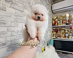 Собаки в Москве: Мальчик померанского шпица в хорошем типе медвежонок Мальчик, Бесплатно - фото 2
