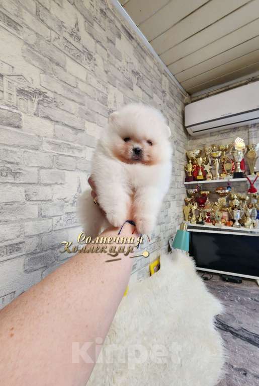Собаки в Москве: Мальчик померанского шпица в хорошем типе медвежонок Мальчик, Бесплатно - фото 2