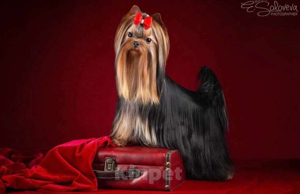 Собаки в Санкт-Петербурге: Щеной йоркширского терьера Мальчик, Бесплатно - фото 7