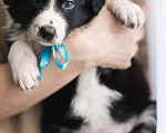 Собаки в Перми: Бордер-колли  Мальчик, 90 000 руб. - фото 1