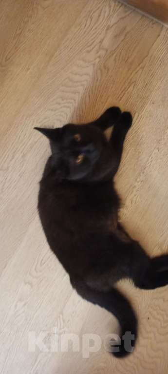 Кошки в Рязани: Найден кот черно-коричневый Мальчик, Бесплатно - фото 4