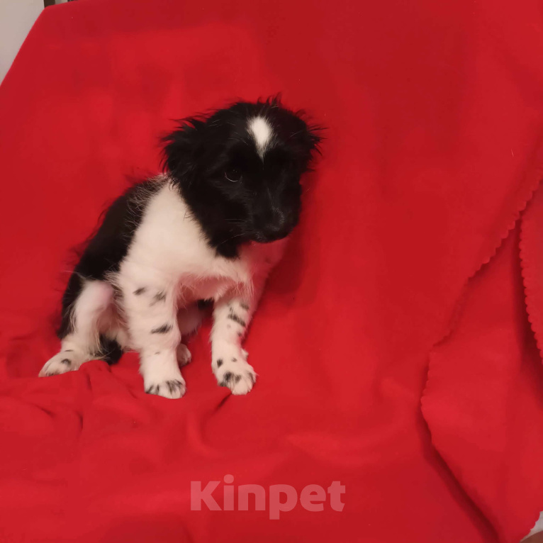 Собаки в Санкт-Петербурге: Щенок в добрые руки  Мальчик, Бесплатно - фото 1