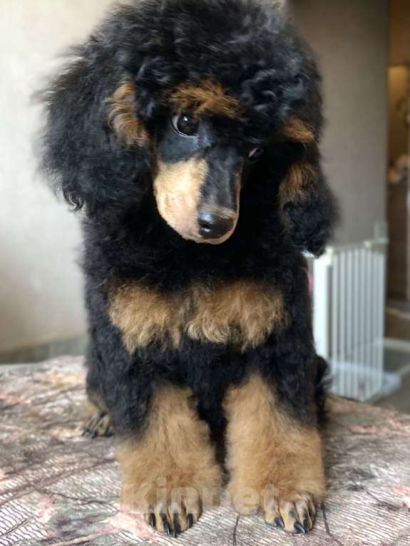 Собаки в Москве: Щенок пуделя Фантом девочка Девочка, Бесплатно - фото 10