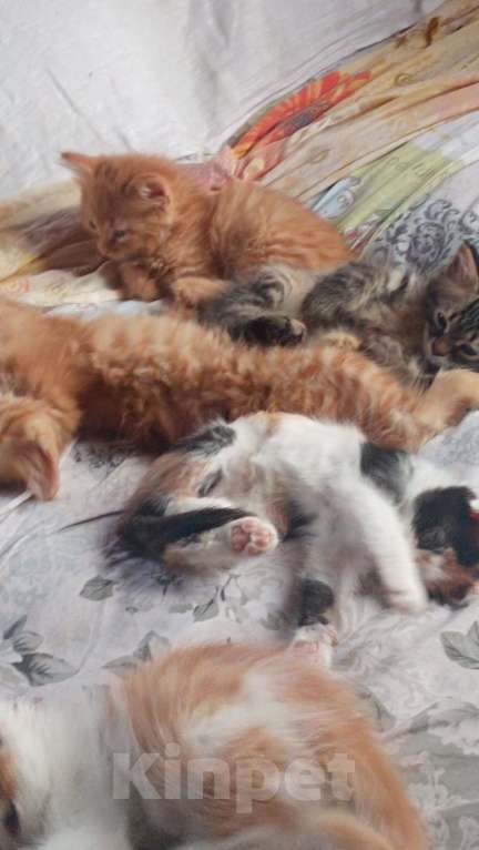 Кошки в Москве: Пушистые котята в добрые руки Мальчик, 1 руб. - фото 3