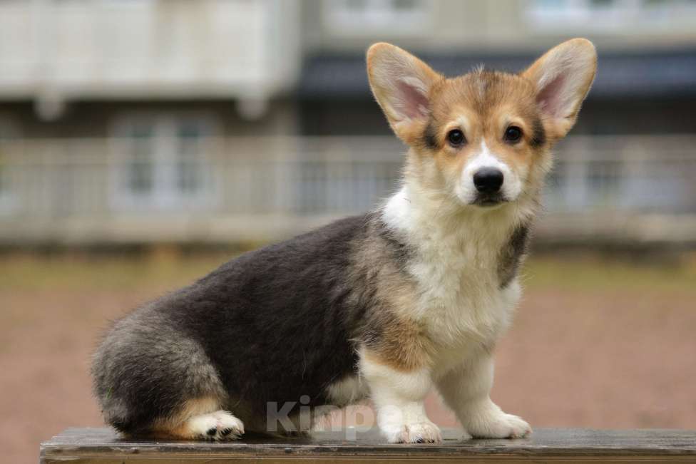 Собаки в Санкт-Петербурге: Счастье в дом Мальчик, 45 000 руб. - фото 4