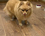 Собаки в Санкт-Петербурге: Померанский шпиц Мальчик, Бесплатно - фото 7
