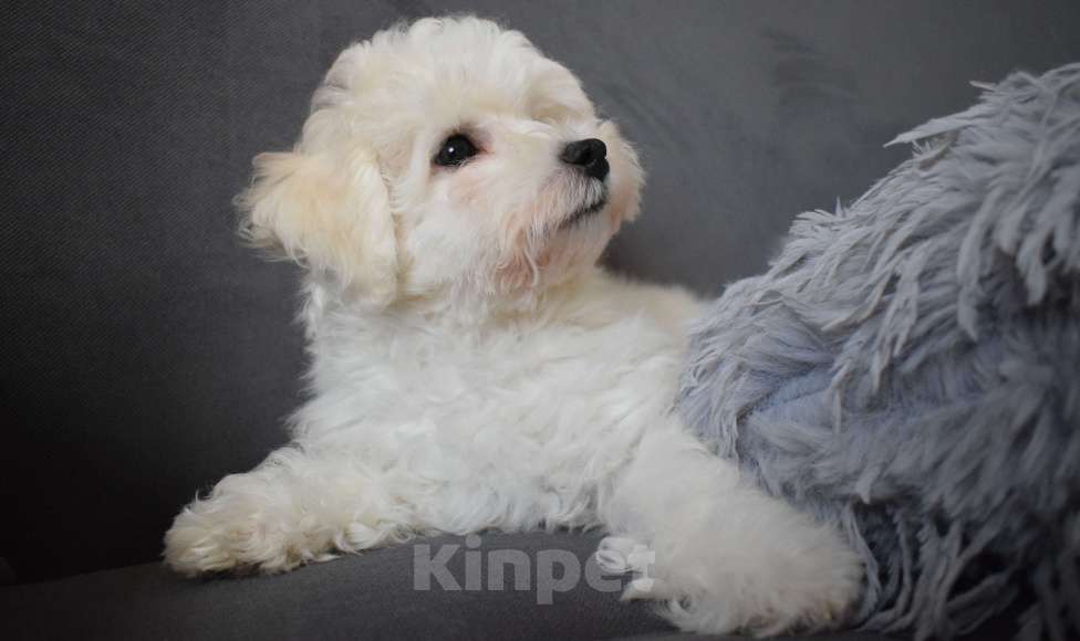 Собаки в Москве: Щенки Бишон фризе Мальчик, 45 000 руб. - фото 8