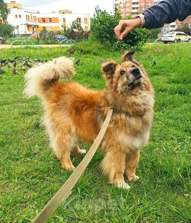 Собаки в Москве: Золотой пёс Витя в Приюте Мальчик, 1 руб. - фото 2