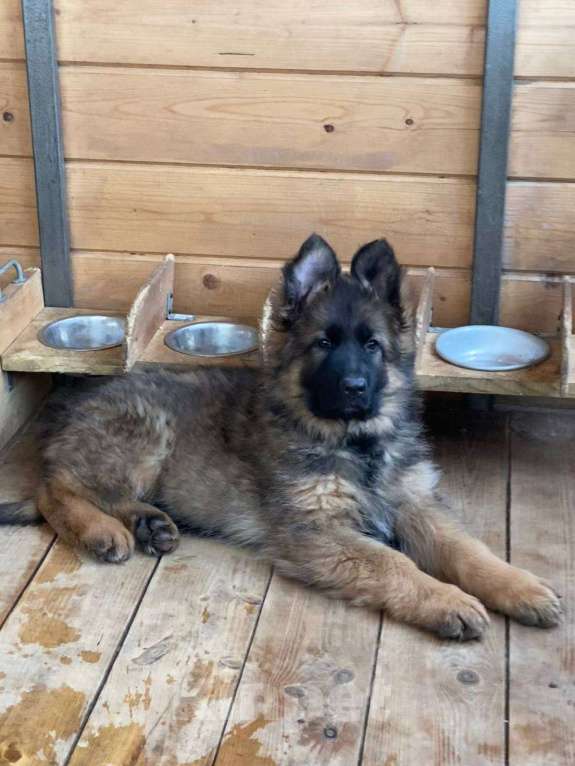 Собаки в Казани: Щенок длинношерстной немецкой овчарки Мальчик, Бесплатно - фото 3