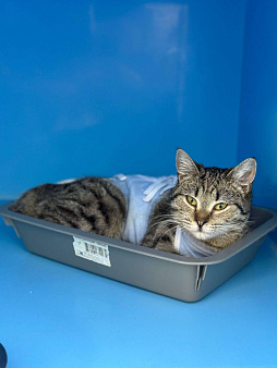 Ласковый котенок Алсу 