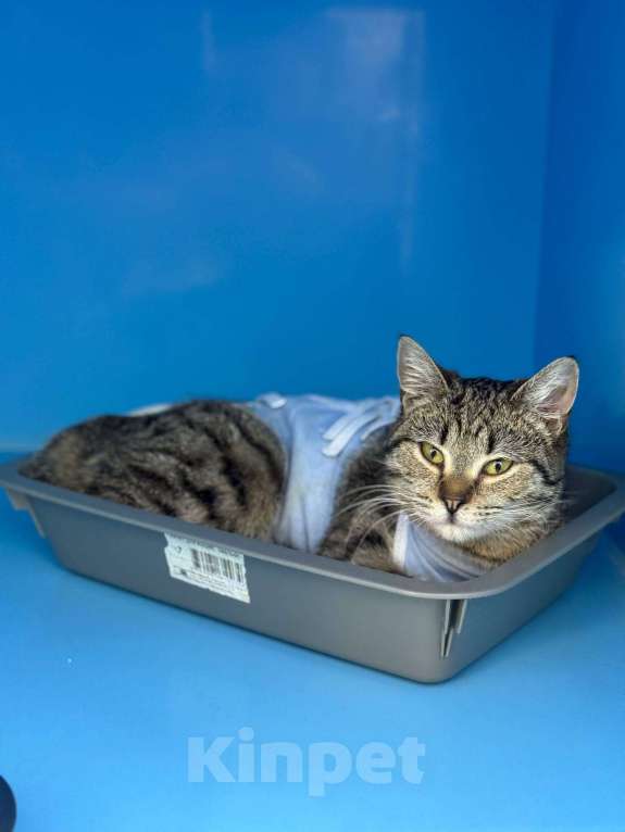 Кошки в Москве: Ласковый котенок Алсу  Девочка, Бесплатно - фото 1