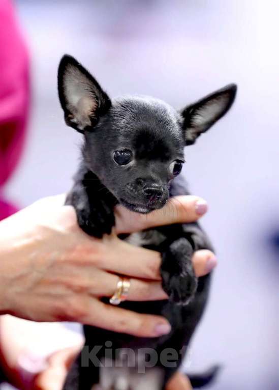 Собаки в других городах Московской области: Щенок чихуахуа мальчик чёрного окраса Мальчик, 70 000 руб. - фото 2