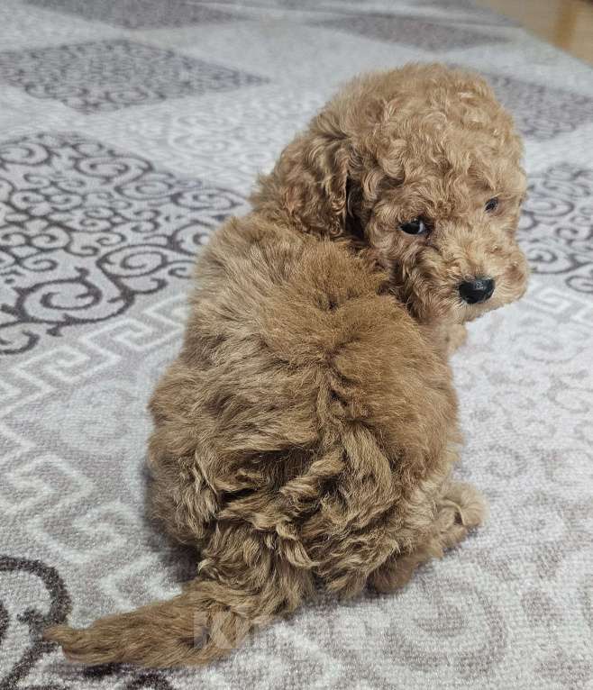 Собаки в Москве: Щенки той и миниатюрного пуделя  ркф Мальчик, 50 000 руб. - фото 2