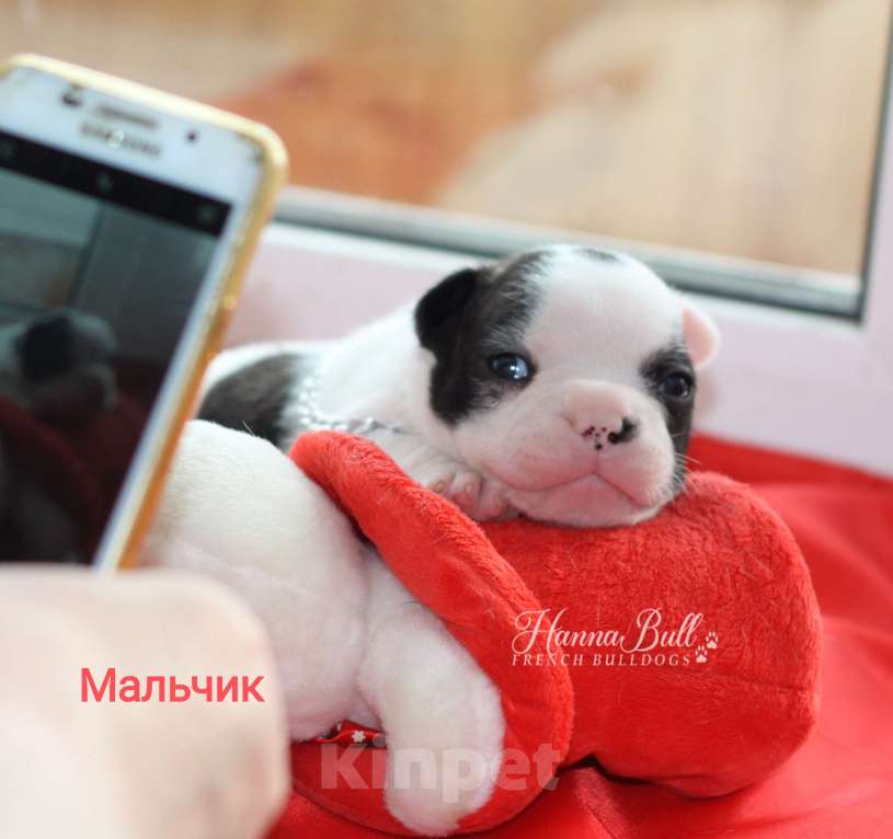 Собаки в Москве: Щенки французского бульдога от чемпионов Разнополые, 30 000 руб. - фото 1
