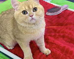 Кошки в Москве: Мальчик шотландский короткошерстный Мальчик, 25 000 руб. - фото 2