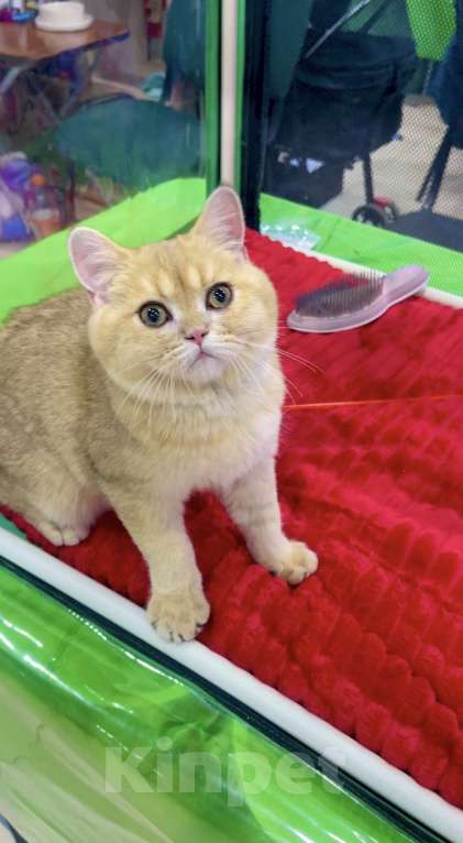 Кошки в Москве: Мальчик шотландский короткошерстный Мальчик, 25 000 руб. - фото 2