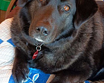 Собаки в Москве: Черная собачка Машенька в добрые руки Девочка, 1 руб. - фото 4