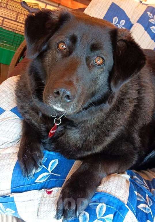 Собаки в Москве: Черная собачка Машенька в добрые руки Девочка, 1 руб. - фото 4