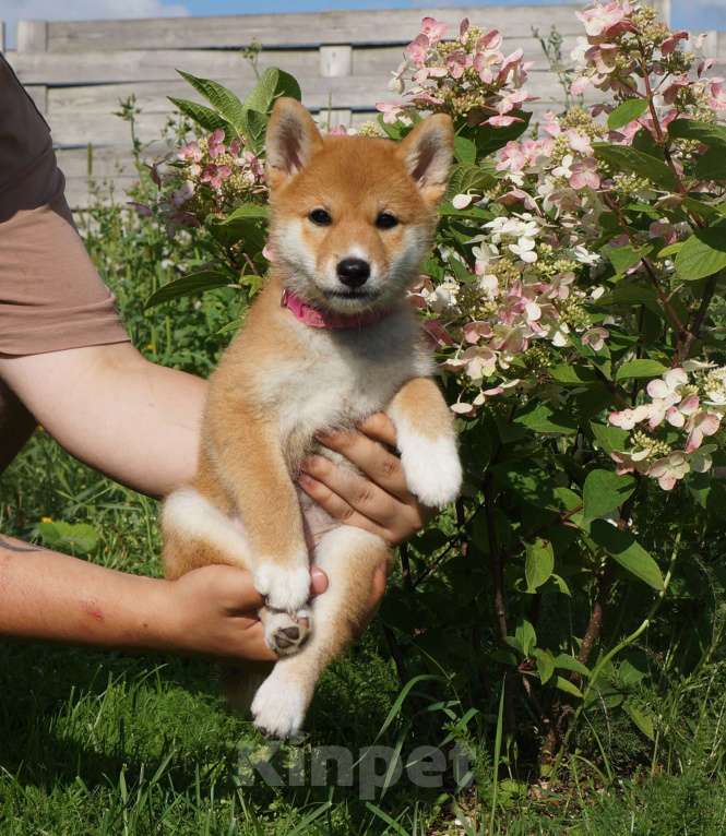 Собаки в других городах Московской области: Щенки Сиба-Ину (девочка с розовым ошейником) Девочка, 80 000 руб. - фото 2