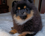 Собаки в Москве: Померанский шпиц  Девочка, 35 000 руб. - фото 2