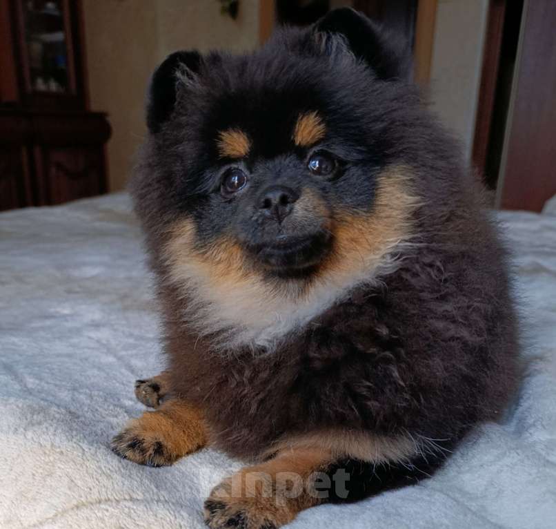 Собаки в Москве: Померанский шпиц  Девочка, 35 000 руб. - фото 2