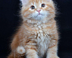 Кошки в Ливны: Сибирские рыжие котята, 9 999 руб. - фото 4