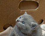 Кошки в Севастополе: Шотланский прямоухий плюшевый котенок Мальчик, 4 000 руб. - фото 6