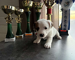 Собаки в других городах Московской области: Щенок Джек Рассел терьер Девочка, Бесплатно - фото 1