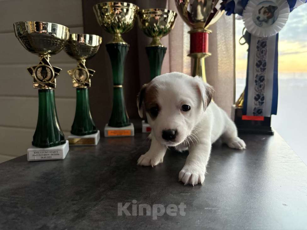 Собаки в других городах Московской области: Щенок Джек Рассел терьер Девочка, Бесплатно - фото 1