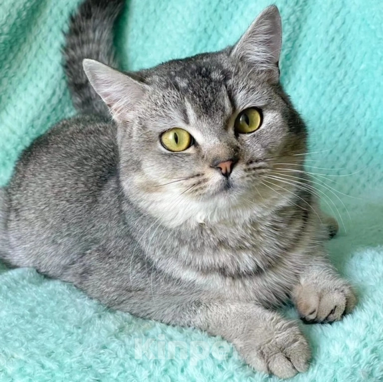 Кошки в Москве: Котика шотландца выкинули Мальчик, Бесплатно - фото 4