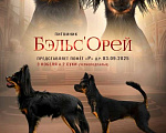 Собаки в других городах Челябинской области: Русский той кобель дш Мальчик, 35 000 руб. - фото 1